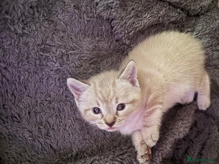 British Shorthair cats for sale: Kittens for sale - Advert 1