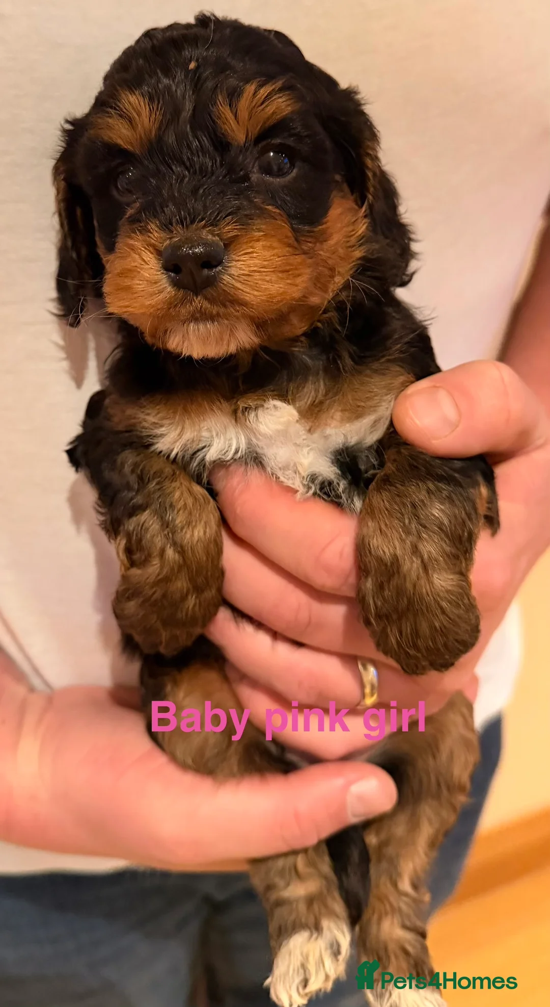 Cockapoo dogs for sale: 6 beautiful Cockerpoo  - Advert 8