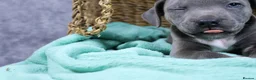 Staffordshire Bull Terrier dogs for sale: Blue staffies - Advert 2