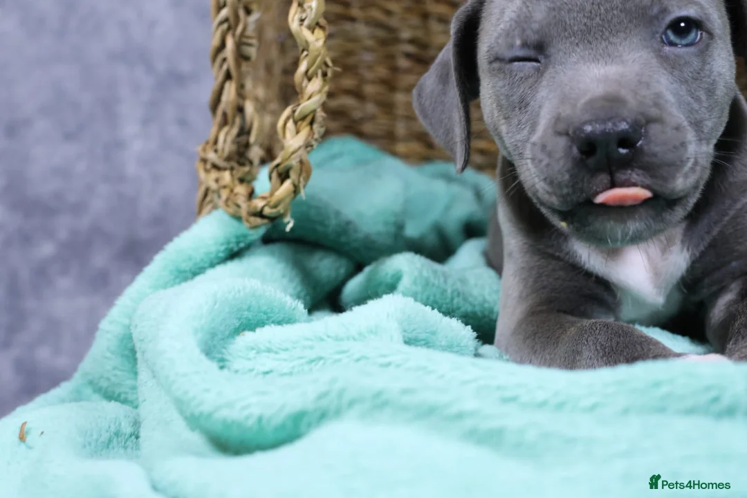 Staffordshire Bull Terrier dogs for sale: Blue staffies - Advert 2
