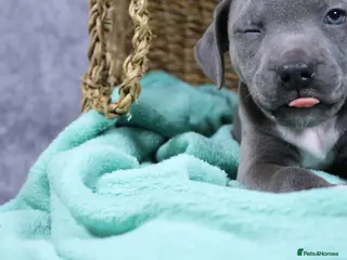 Staffordshire Bull Terrier dogs Blue staffies - Advert 2
