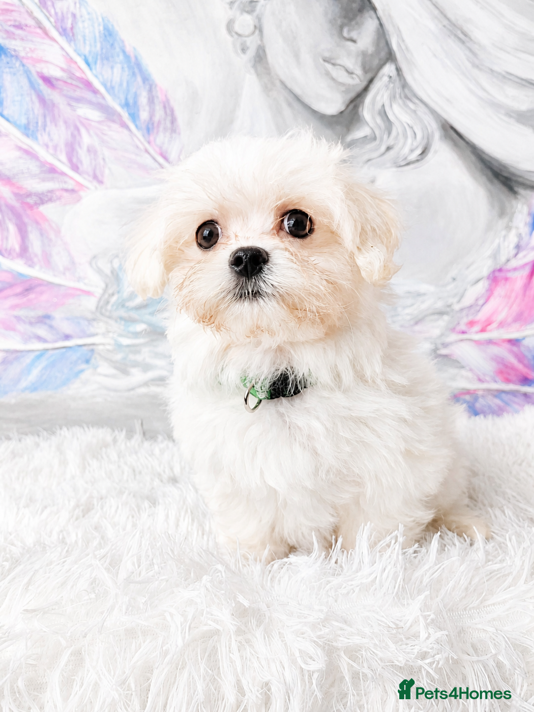 Maltese dogs for sale: Maltease KC ONLY ONE GIRL AND ONE BOY LEFT. - Advert 6