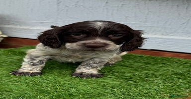 Cocker Spaniel dogs - Advert 10
