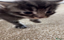 Maine Coon cats for sale: Maine coon kittens  - Image 6