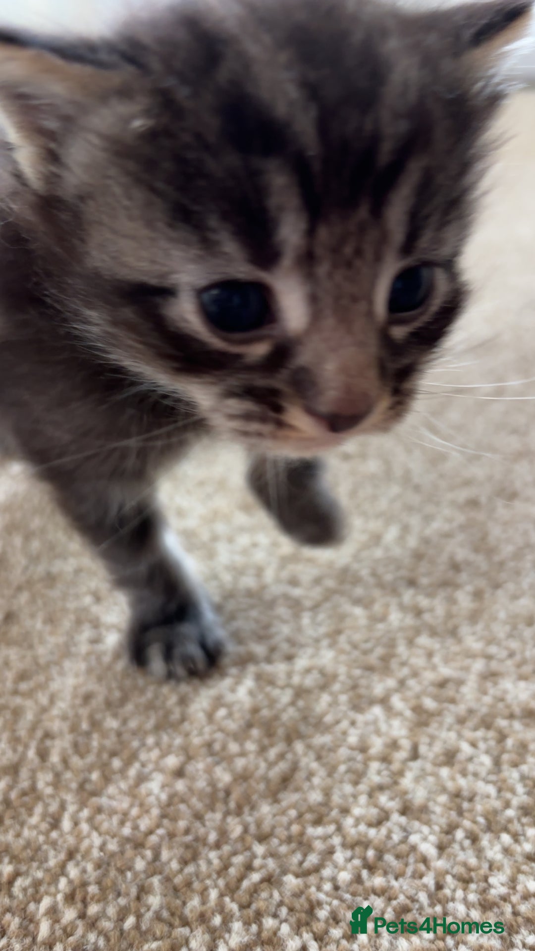 Maine Coon cats for sale: Maine coon kittens  - Image 6