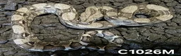 Boa Snake reptiles for sale: Arctic & Anery het Sharp boas - Advert 8