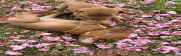 Mixed Breed dogs for sale: 8 beautiful red Vizslador puppies vizsla Labrador  in Ipswich - Advert 10