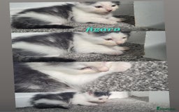 Mixed Breed cats for sale:  3 cute kittens  - Image 7