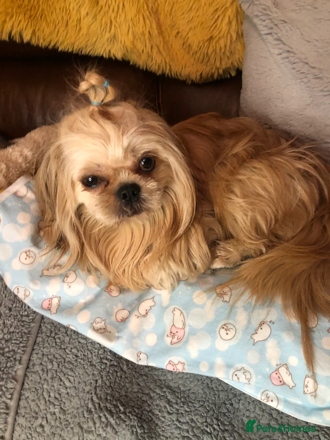 Mixed Breed dogs for sale: SHIH TZU/ CHIHUAHUAS  - Advert 3