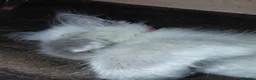 Ragdoll cats for sale: Ragdolls 2 girls 1 boy in East Boldon - Advert 9