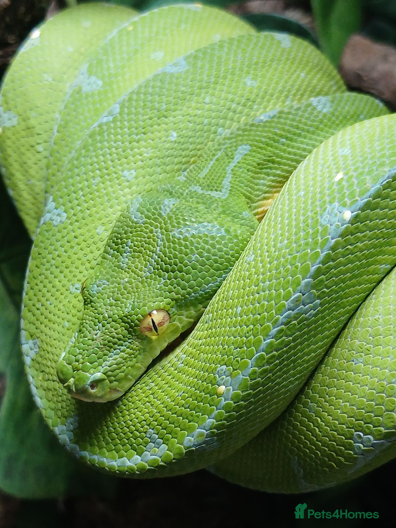 Python Snake reptiles Manokwari green tree python  - Advert 1