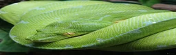 Python Snake reptiles for sale: Manokwari green tree python  - Advert 1