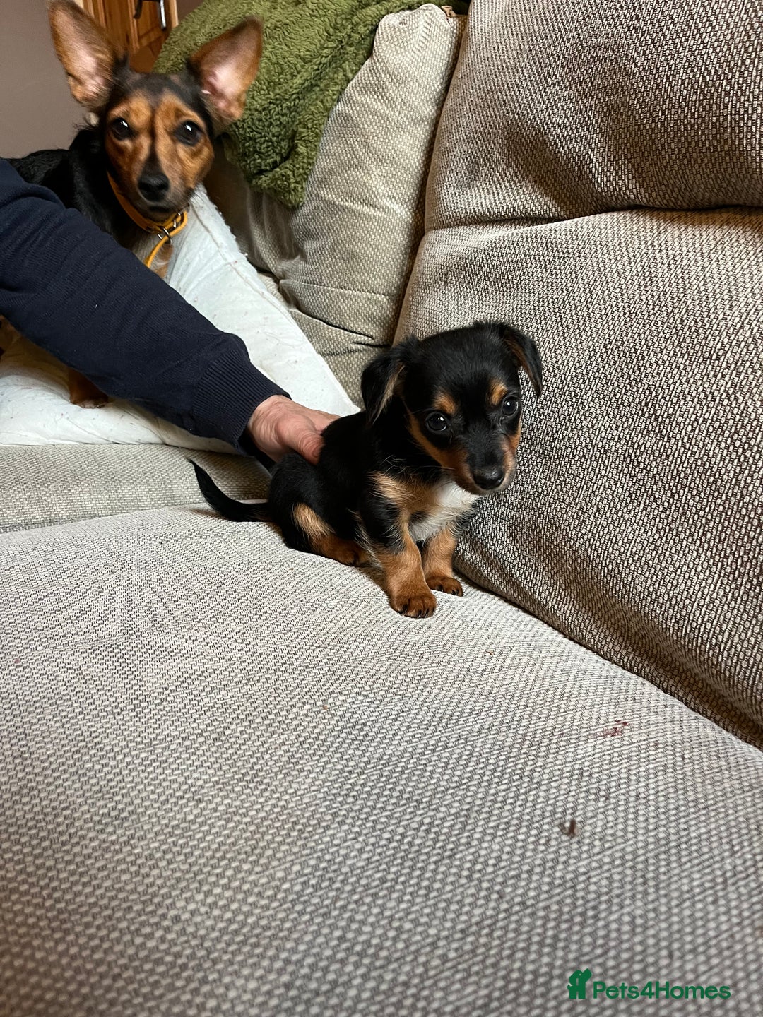 Jack Russell dogs for sale: Jack Russell puppies for sale - Advert 8