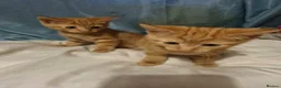 Mixed Breed cats for sale: Beautiful female kittens - Advert 3