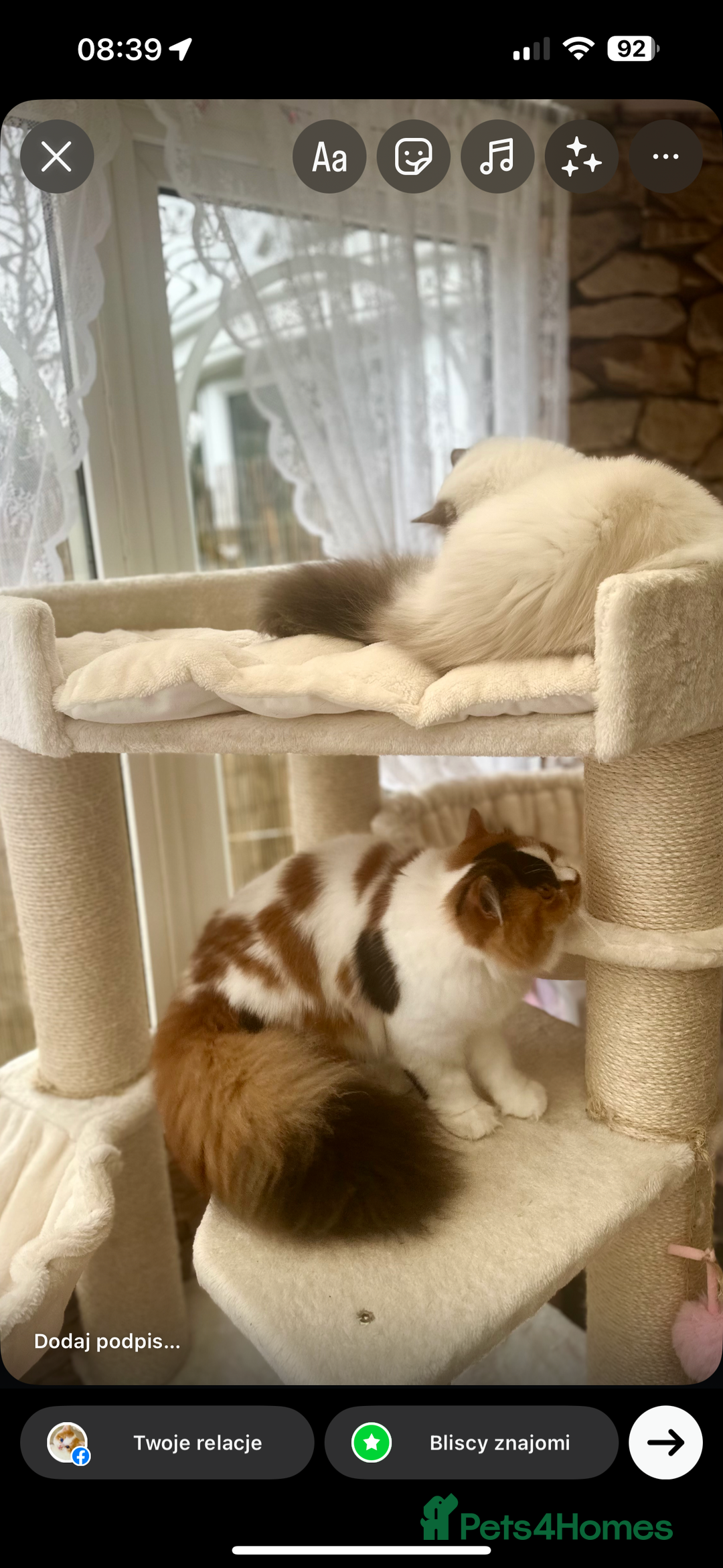 British Longhair cats for sale: 💎 Beautiful girl Tiger Lily 💎 - Image 5