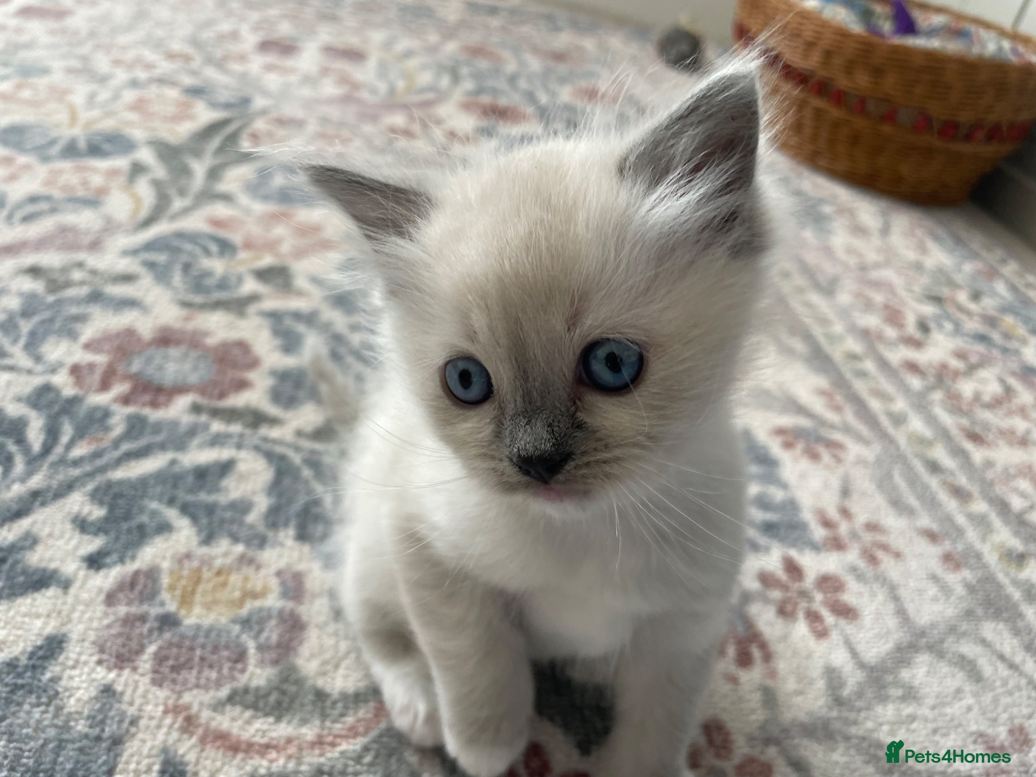 Ragdoll cats Ragdoll kitten for sale - Advert 13