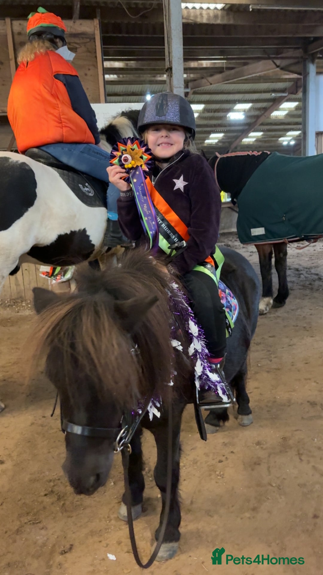 Shetland pony horses for sale: Mothers Dream first pony  - Advert 6