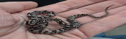 Corn Snake reptiles for sale: Okeetee Corn snakes  in Taunton - Advert 3
