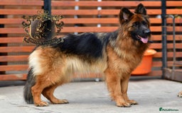 German Shepherd dogs for sale: TWO ADULT LONGHAIRED GSD FEMALES  - Image 2