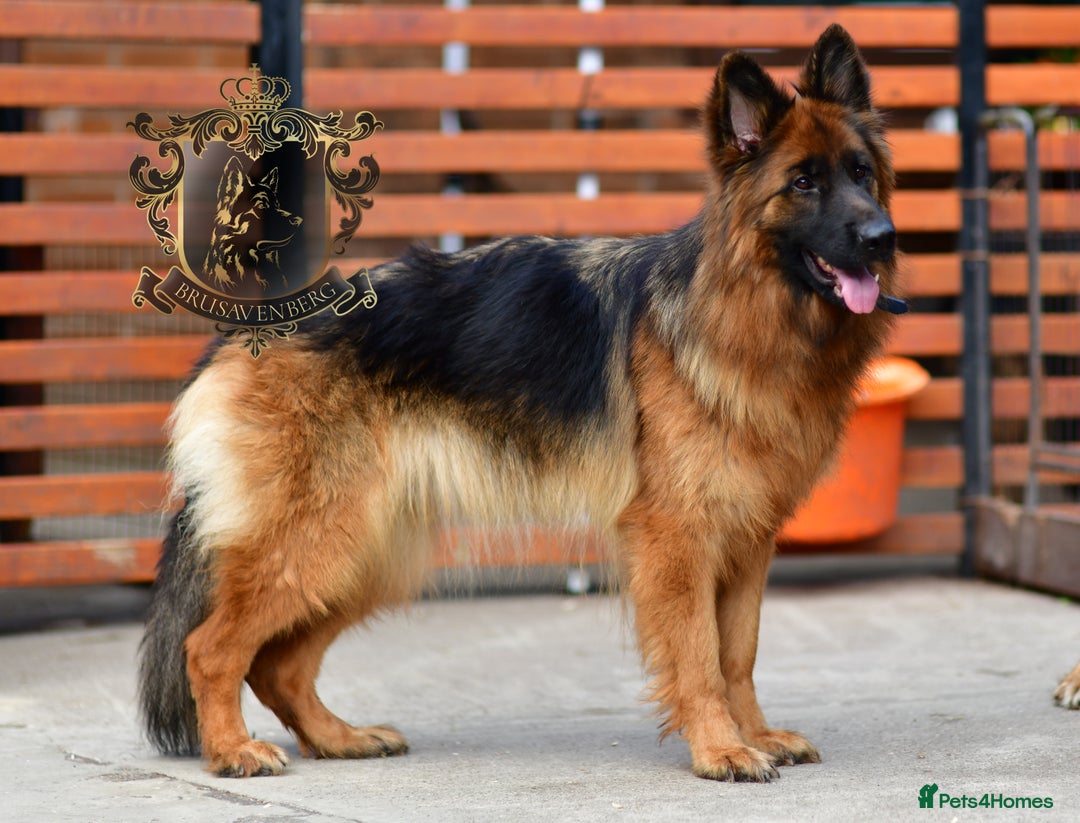 German Shepherd dogs for sale: TWO ADULT LONGHAIRED GSD FEMALES  - Image 2