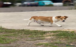 Mixed Breed dogs for sale: 4 beautiful spaniel X jack russel pups ❤️ - Image 11