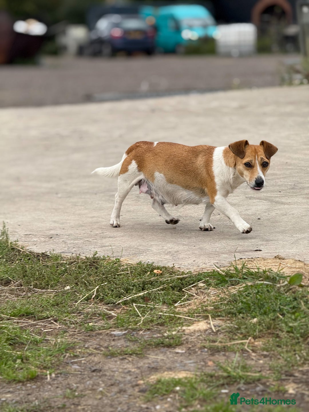Mixed Breed dogs for sale: 4 beautiful spaniel X jack russel pups ❤️ - Image 11
