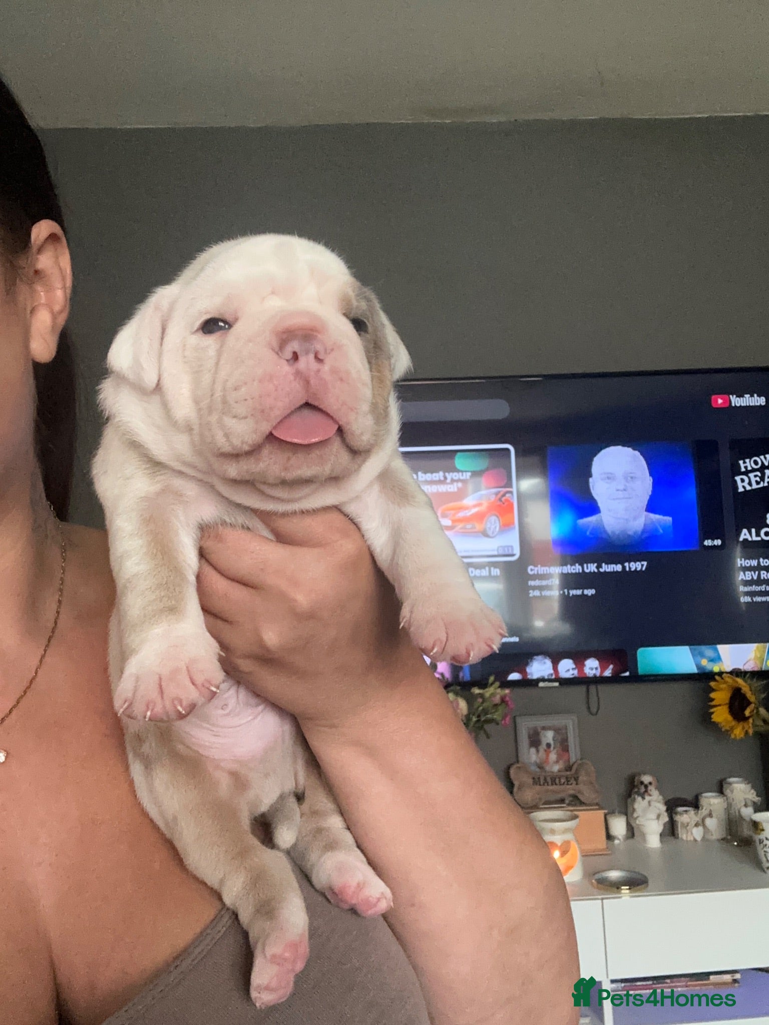 Olde English Bulldogge dogs 🍁🩵 stunning olde English pups 🩷🍁 - Advert 11