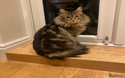 Mixed Breed cats for sale: Adorable Kittens Looking for Their Forever Homes - Advert 13