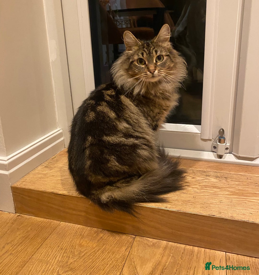 Mixed Breed cats for sale: Adorable Kittens Looking for Their Forever Homes - Advert 13