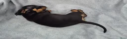 Miniature Dachshund dogs for sale: Stunning KC Reg, PRA Clear dachshund pupies - Advert 6