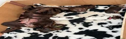 Cocker Spaniel dogs for sale: Gorgeous working cocker spaniel puppies - Advert 4