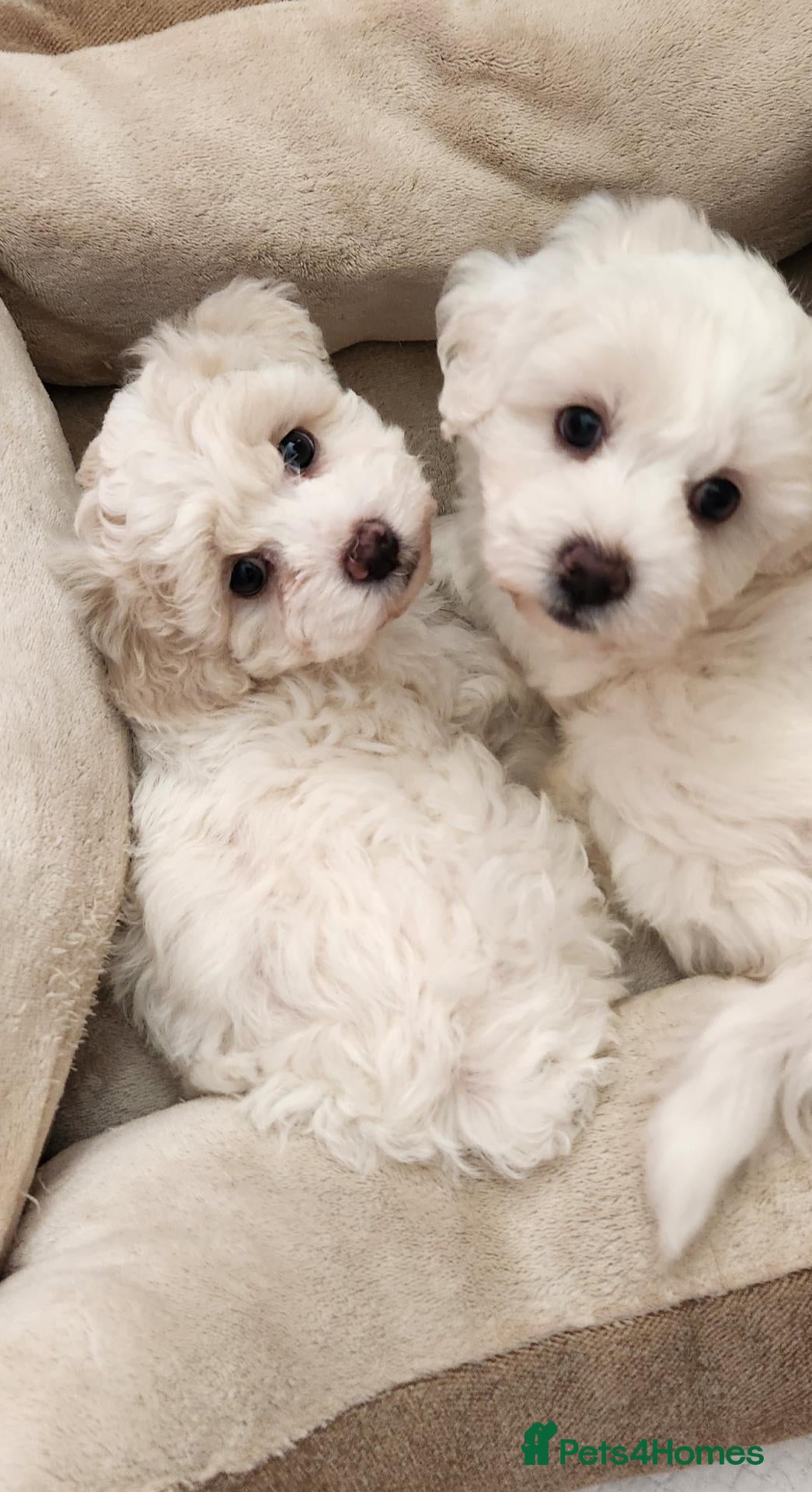 Mixed Breed dogs Bichon Frise  - Advert 1