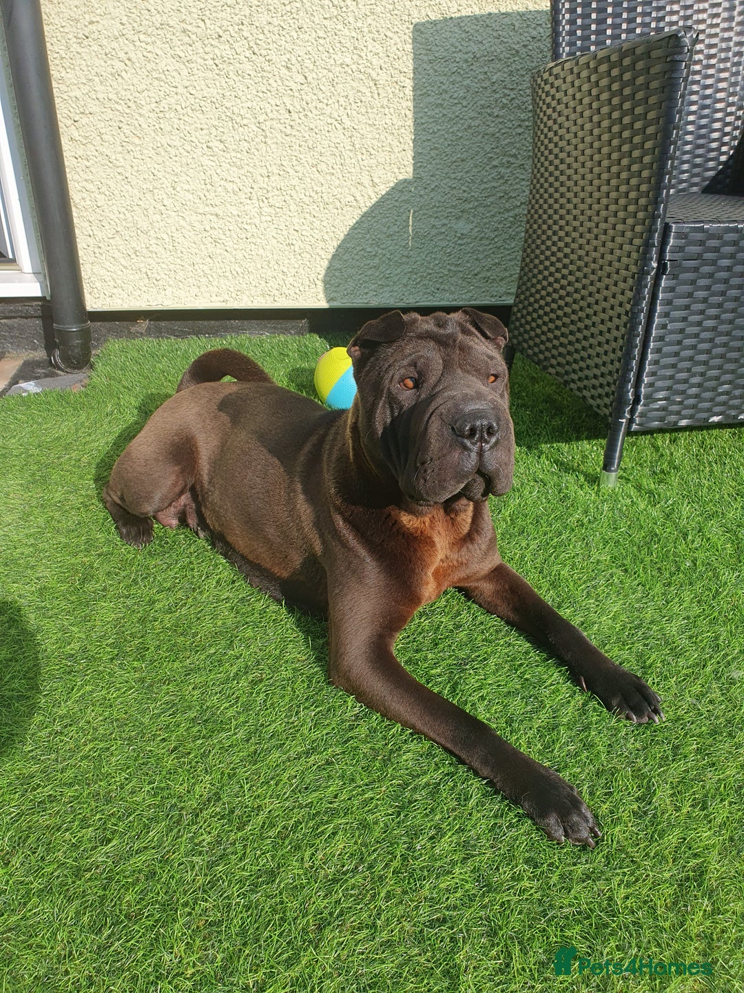 Shar Pei dogs for sale: Stunning KC Registered Shar Pei puppies - Advert 38