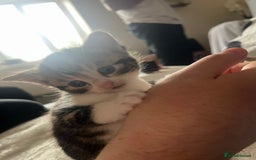 American Wirehair cats for sale: 2 kittens for sale boy & girl - Image 7