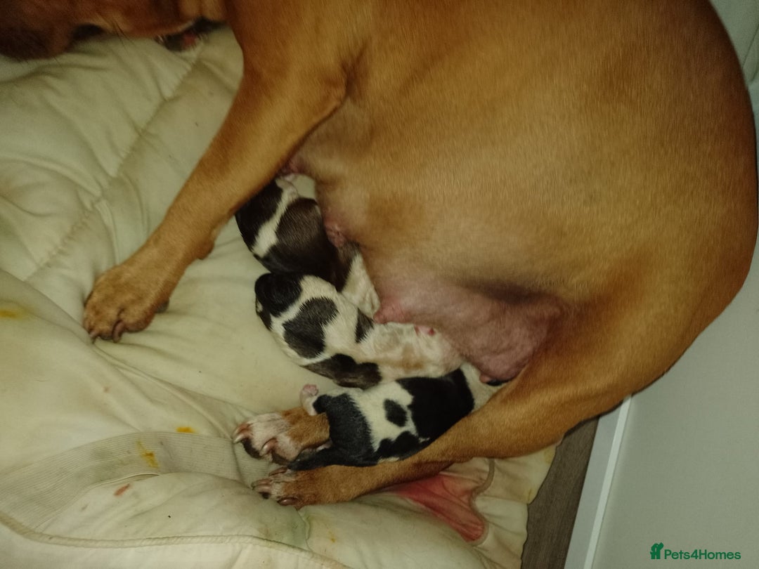 Staffordshire Bull Terrier dogs for stud: Amazing Staffordshire Bull Terrier for Stud   - Advert 16