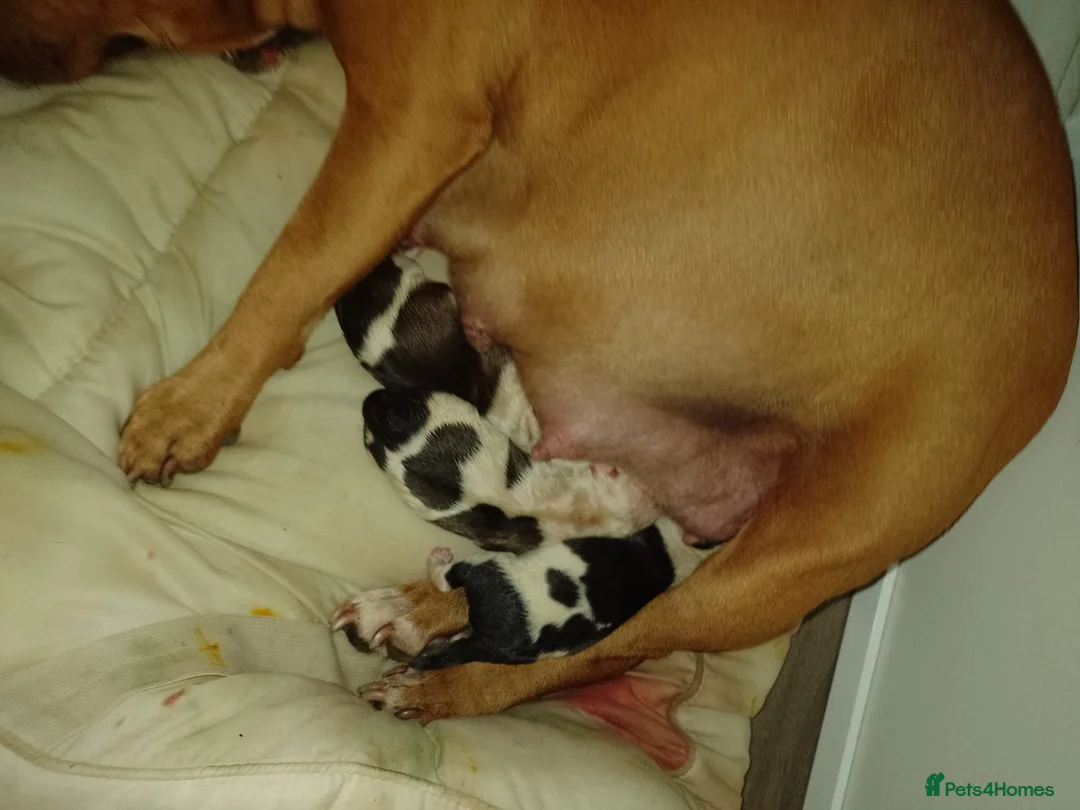 Staffordshire Bull Terrier dogs for stud: Amazing Staffordshire Bull Terrier for Stud   - Advert 16