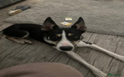 Mixed Breed dogs for sale: 9 month old pup for sale - Image 2