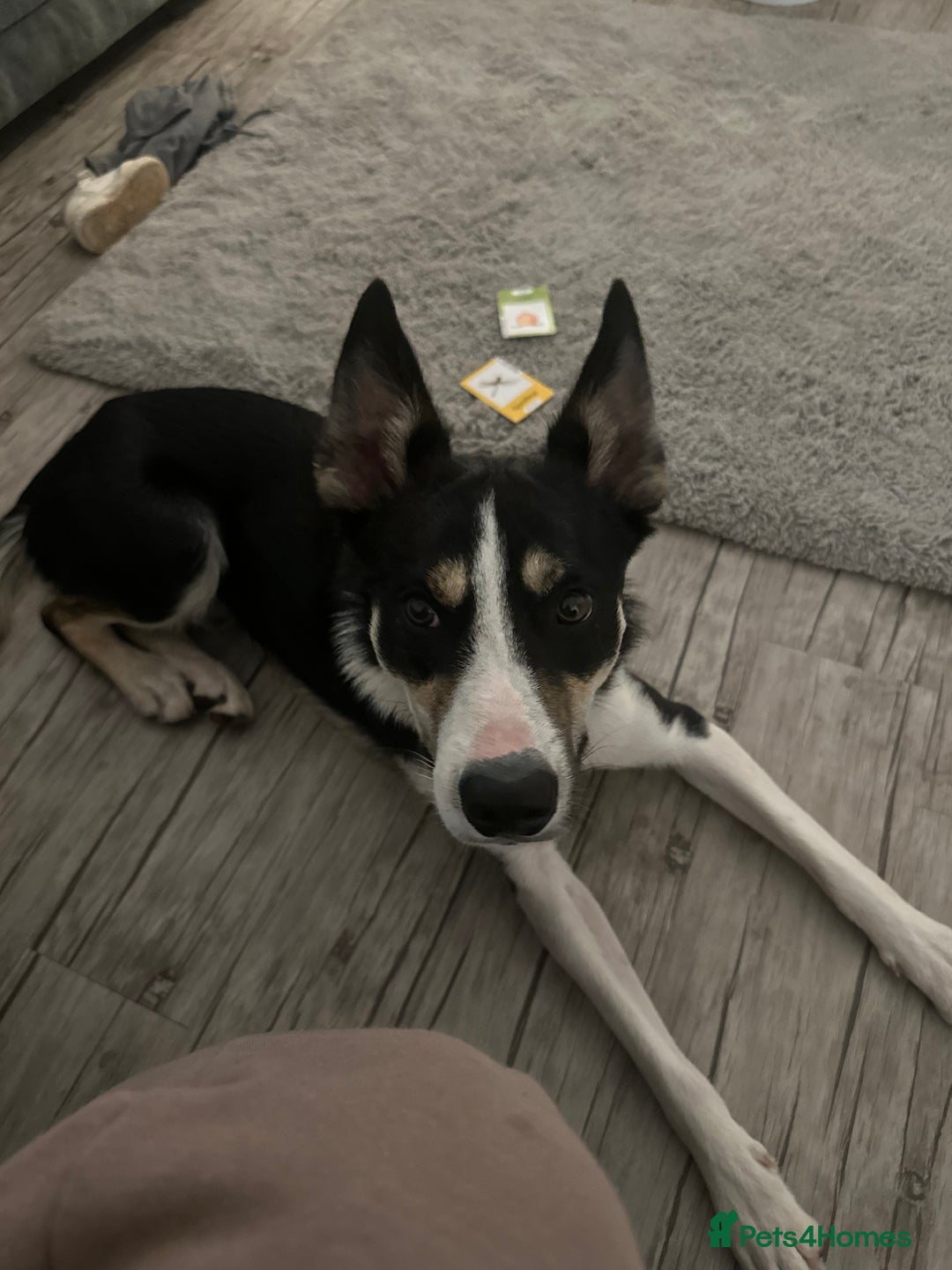 Mixed Breed dogs for sale: 9 month old pup for sale - Image 2