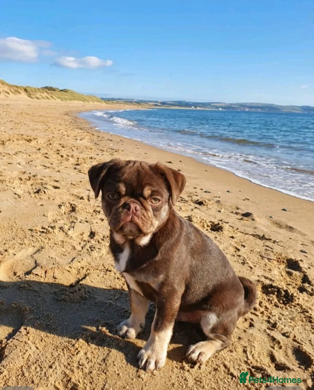 Pug dogs for sale: Chocolate male pug in Blackburn - Advert 2