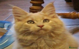 Maine Coon cats for sale: Beautiful GCCF registerd Maine Coon Girls - Image 10