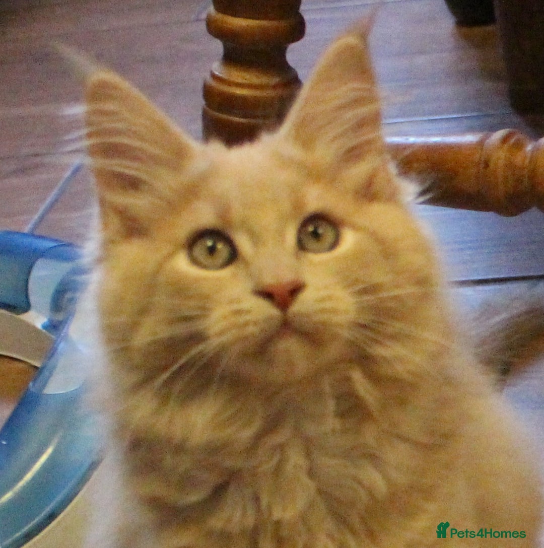 Maine Coon cats for sale: Beautiful GCCF registerd Maine Coon Girls - Image 10