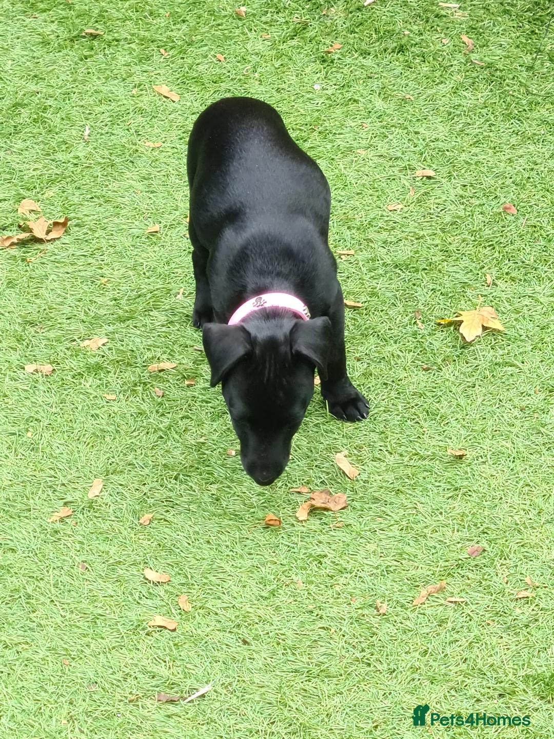 Patterdale Terrier dogs for sale: Beautiful chocolate Paterdale Terrier 4 months old in Stevenage - Advert 13