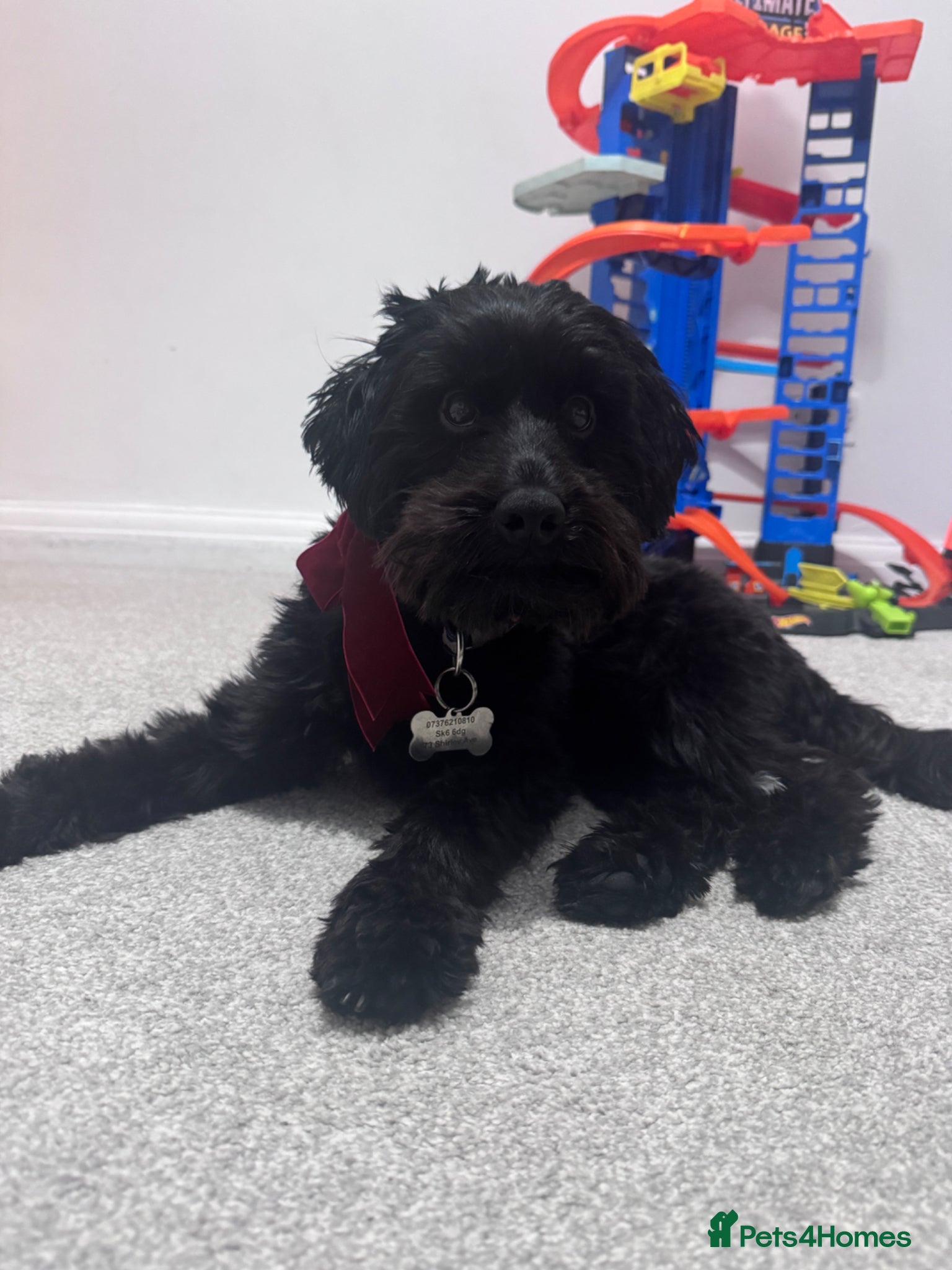 Cockapoo dogs for sale: Ronnie  in Stockport - Advert 11