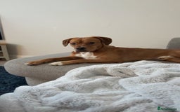 Mixed Breed dogs for sale: Thor ❤️ - Image 4