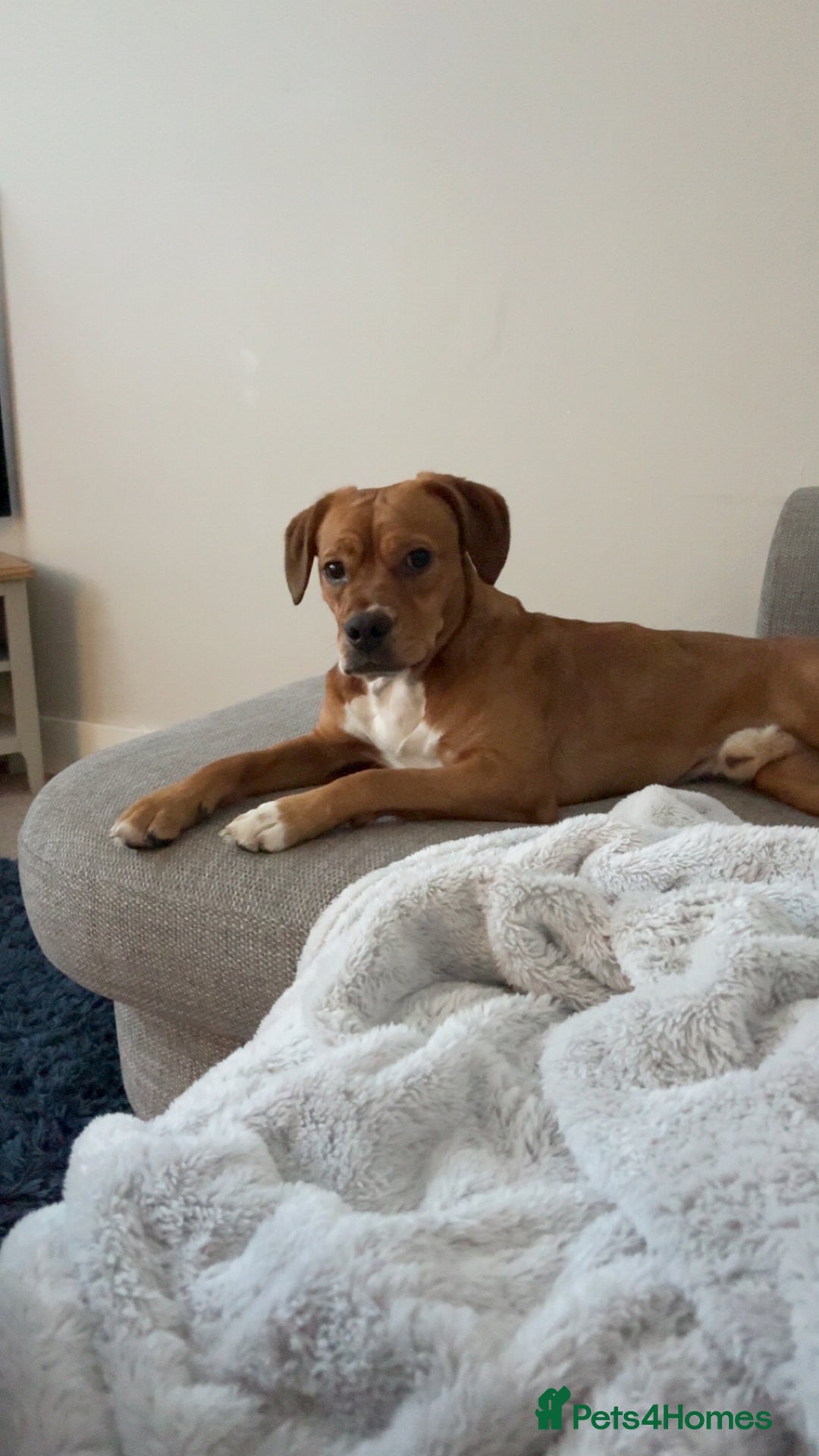 Mixed Breed dogs for sale: Thor ❤️ - Image 4