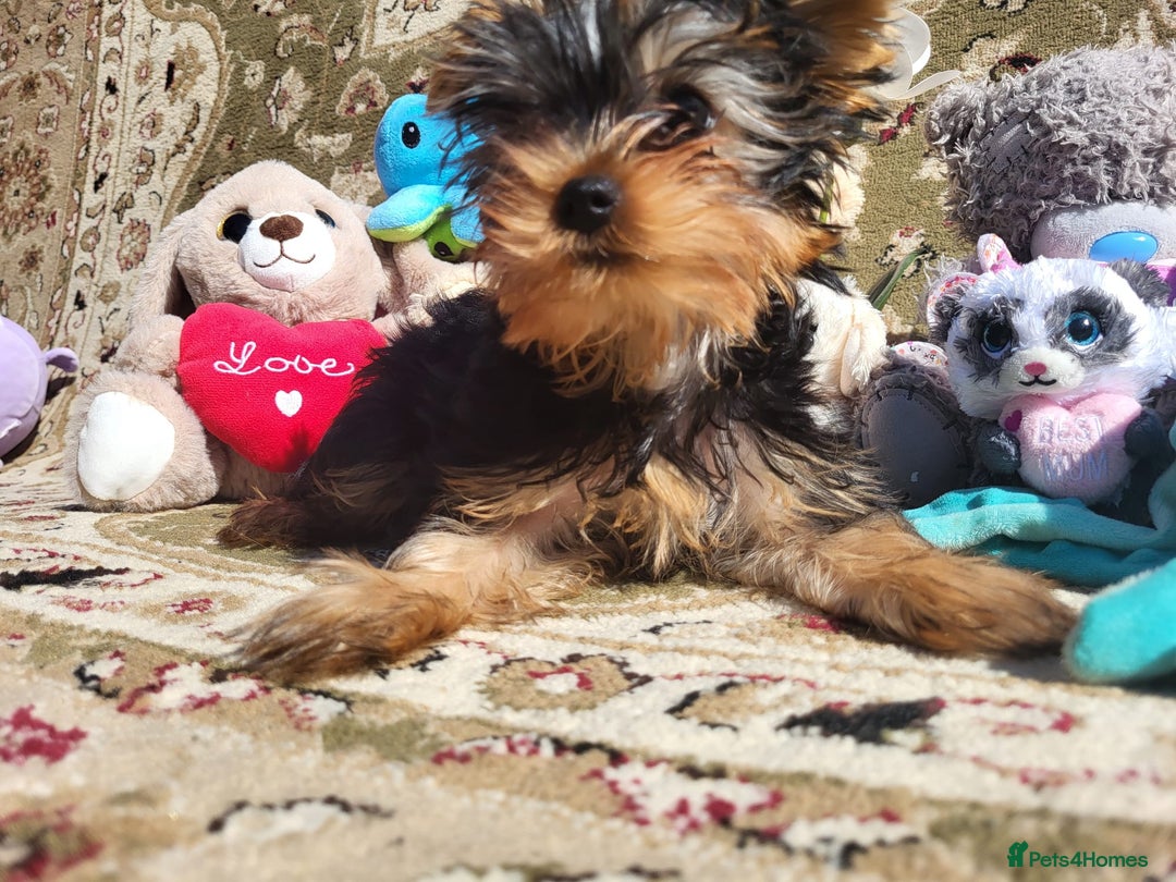 Yorkshire Terrier dogs for sale: Peace of Happiness!!! - Image 23
