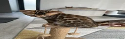Bengal cats for sale: Bengal Kitten Boy (TICA Registered) - Advert 9