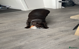 Labrador Retriever dogs for sale: Chocolate Lab Bitch  - Image 4