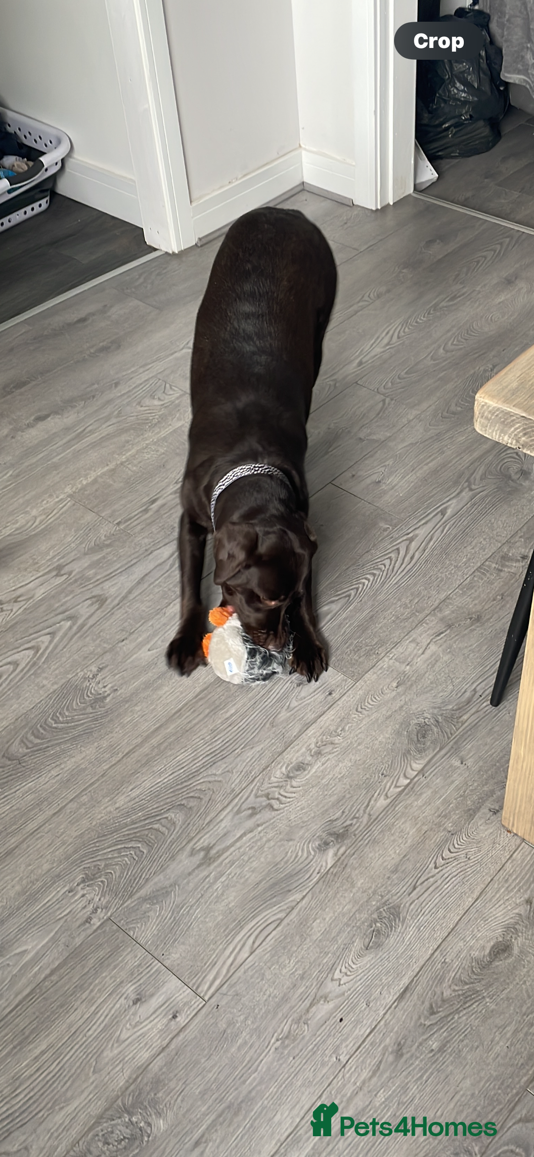 Labrador Retriever dogs for sale: Chocolate Lab Bitch  - Image 4