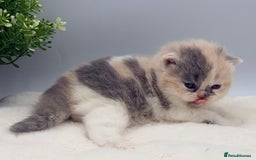 British Shorthair cats for sale: PEDIGREE REGISTERED CHUNKY BRITISH SHORTHAIRS  - Image 39